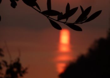 Ulivo al tramonto