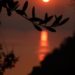 Ulivo al tramonto