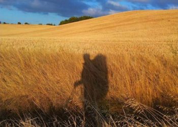 campo di grano sul cammino portoghese