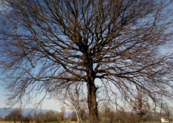 Uomo sotto un albero