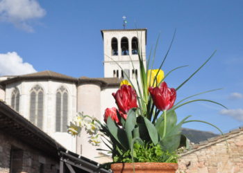 fiori al Sacro Convento Assisi