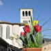 fiori al Sacro Convento Assisi